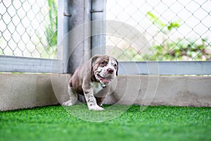 A cute brown and white pit bull, less than 1-month-old, walks on artificial grass on a dog farm. Prolific chubby puppies need lots