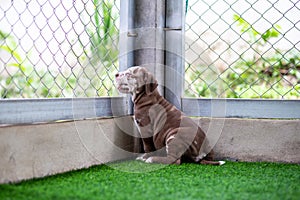 Cute Brown and white pit bull, less than a month old, on artificial grass in a dog farm. Fat puppy learning to walk Needs love and