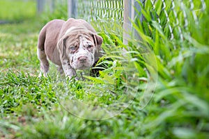 A cute brown and white pit bull, less than a month old, walks freely on the wide lawn in the dog farm. Prolific, stout puppies