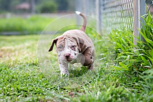 A cute brown and white pit bull, less than a month old, walks freely on the wide lawn in the dog farm. Prolific, stout puppies