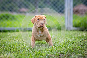 A cute brown and white pit bull, less than a month old, walks freely on the wide lawn in the dog farm. Prolific, stout puppies