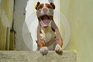 Cute brown and white Pitbull dog