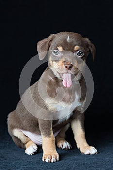 Cute brown with white spots and green eyes chihuahua named Einstein shows his tongue.