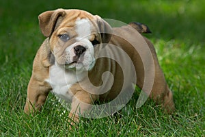 Cute brown wrinkled bulldog puppy in the grass, standing and facing right