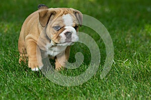 Cute brown wrinkled bulldog puppy in the grass, standing and facing right