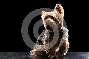 Cute Brown Yorkie Silky Mutt Playing