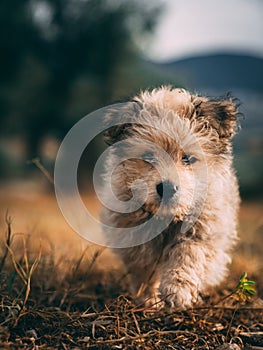 Cute brown Yorkipoo dog running in the field towards the camera