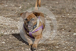 Cute brug dog with purple collar walking in a park