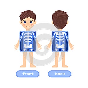 A Cute Brunette Boy and an X-ray Screen. Part of a Human Skeleton. Front and Back view. Colorful Cartoon style. White background.