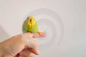 A cute budgerigar parakeet sitting on a finger held high in the airs. she is looking down at the camera. There is copy space.