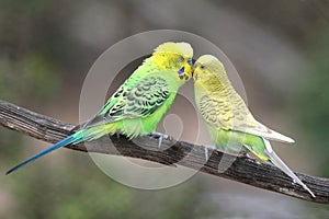 Cute Budgie Pair