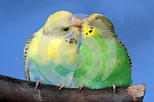 Cute Budgie Pair