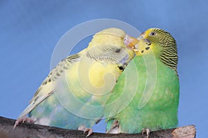 Cute Budgie Pair