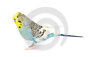 Cute Budgie