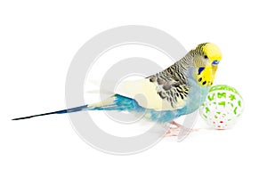 Cute Budgie