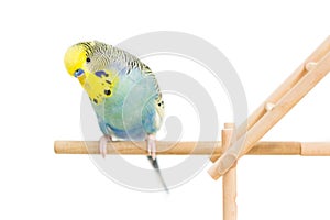 Cute Budgie
