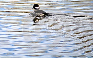 A cute, bufflehead swimming in Fain Lake in Prescott, Valley, Arizona photo