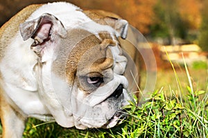 Cute Bulldog puppy portrait