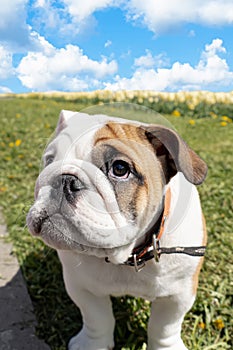 Cute bulldog puppy. A thoroughbred dog. An English bulldog in a public park