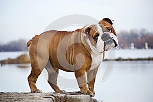 Cute Bulldog on a river