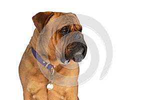 Cute bullmastiff dog with collar and drools looking to side