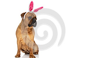 Cute bullmastiff dog with pink bunny ears headband looking to side