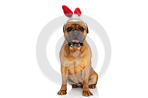 Cute bullmastiff dog with red bunny ears headband panting and drooling