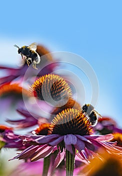 Bumblebees and Echinacea flowers close up