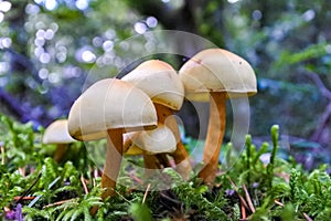 Cute bundle of tan sulphur tuff mushrooms found on forest floor