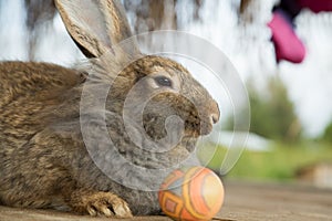 Cute bunnies and easter egg in the garden.