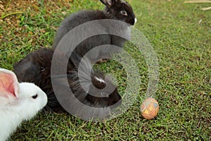 Cute bunnies and easter egg in the garden.