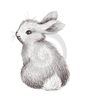 Cute bunny animal character isolated.
