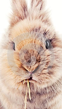 Cute bunny chewing on a straw