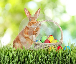 Cute bunny and colorful Easter eggs on green grass outdoors