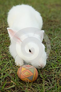 Cute bunny and easter egg in the garden.