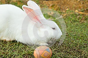 Cute bunny and easter egg in the garden.