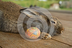 Cute bunny and easter eggs in the garden.