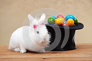 Cute bunny with easter eggs