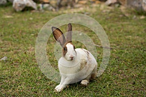 Cute bunny in the garden.