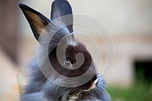 Cute bunny in the garden.