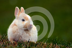 Cute bunny in grass