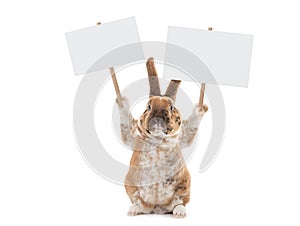 Cute bunny holding a two white banner