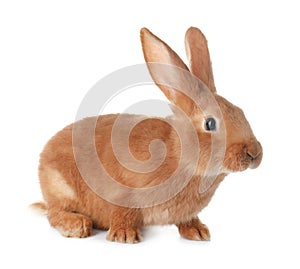 Cute bunny isolated on white. Easter symbol