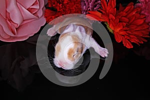 Cute bunny lop rabbit baby kit on colorful studio background. New born baby animal pet rabbits.