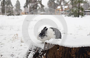 Rabbit in the snow. Easter bunny in the winter forest.