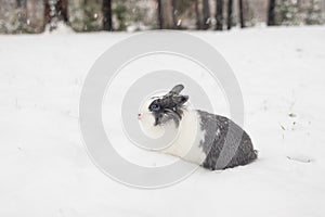 Rabbit in the snow. Easter bunny in the winter forest.