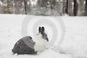 Rabbit in the snow. Easter bunny in the winter forest.