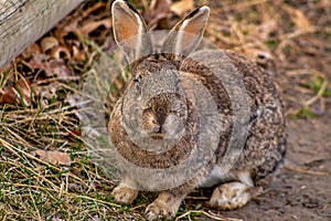 A Cute Bunny Posing Outside