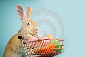 Cute bunny pushing a shopping cart or cart full of colorful Easter eggs on isolated blue background. Easter holiday shopping