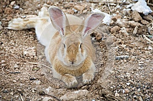 Bunny rabbit with big ears lying down and resting on fields